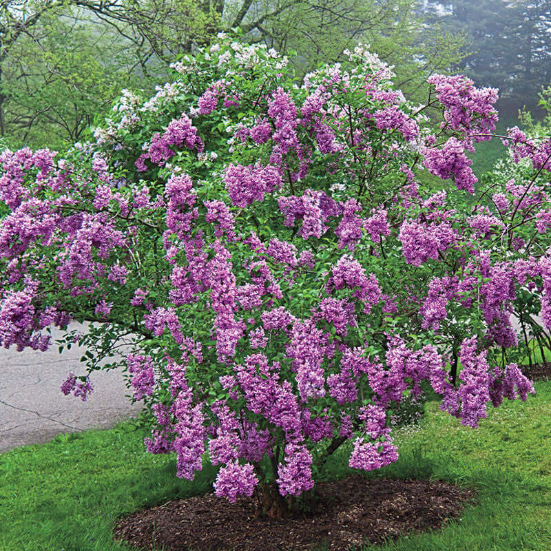 Lilac Shrub - TN Nursery