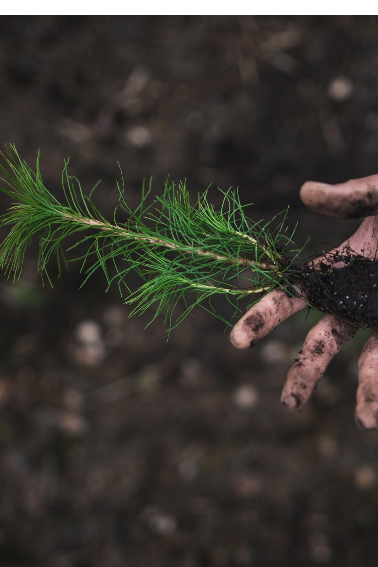 Loblolly Pine Seedlings - TN Nursery