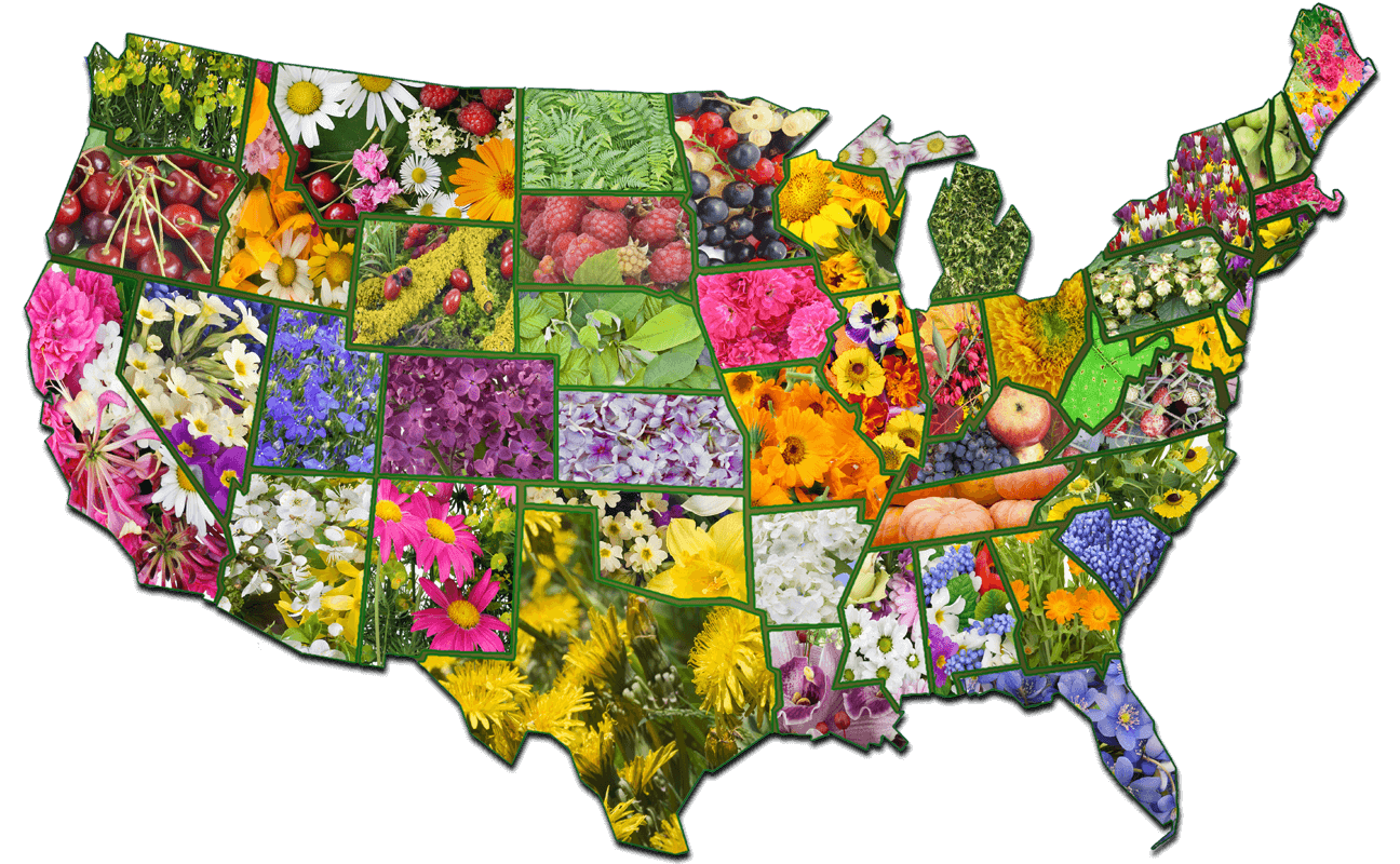 A vibrant collage of colorful flowers and fruits arranged to form the shape of the united states map.