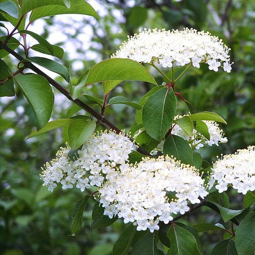 Mapleleaf Viburnum