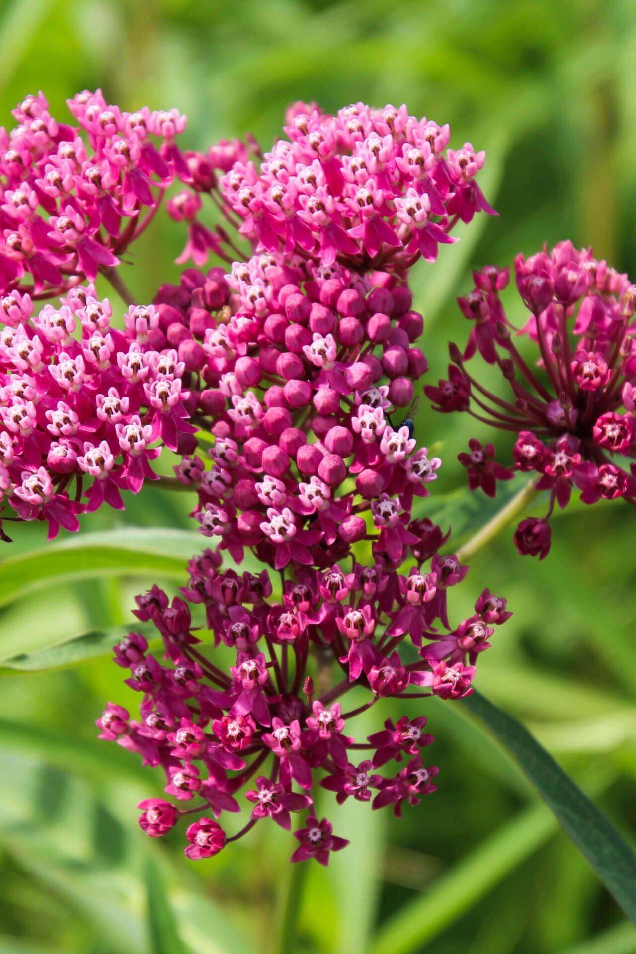 Swamp Milkweed