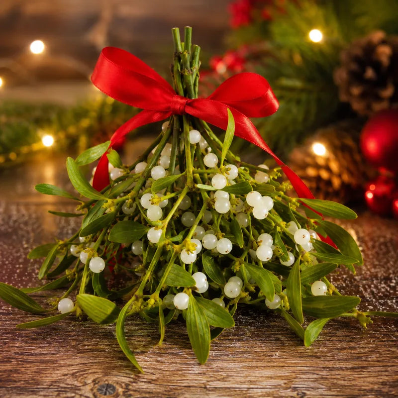 Mistletoe with white berries tied with a red ribbon, displayed on wood with Christmas lights and decorations in background - TN Nursery