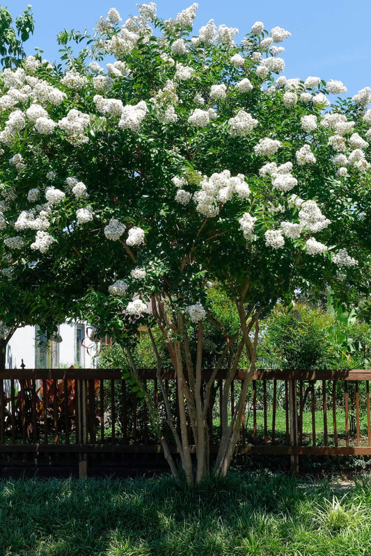 Natchez Crepe Myrtle - TN Nursery