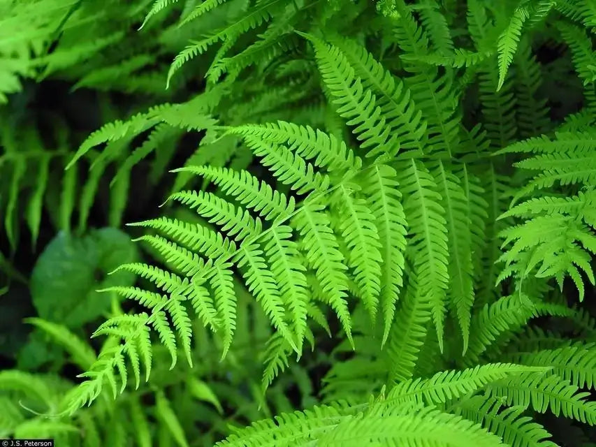 New York Fern - TN Nursery