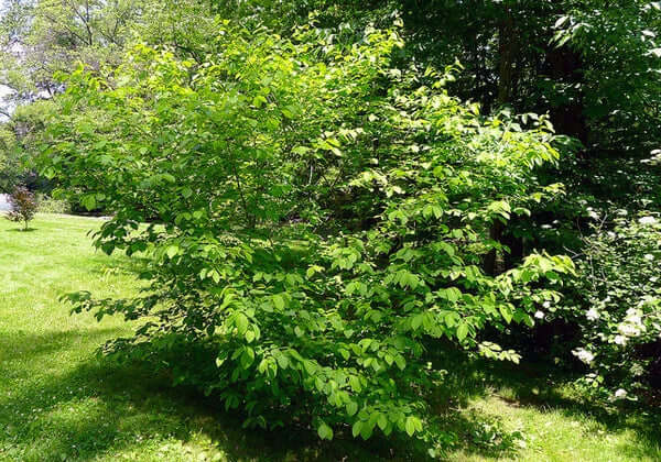 Northern Spice Bush - TN Nursery