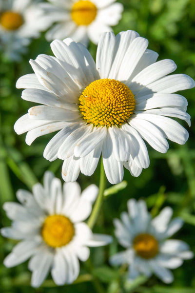 Oxeye Daisy - TN Nursery