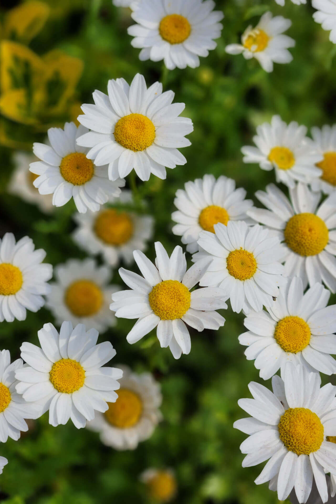 Oxeye Daisy - TN Nursery