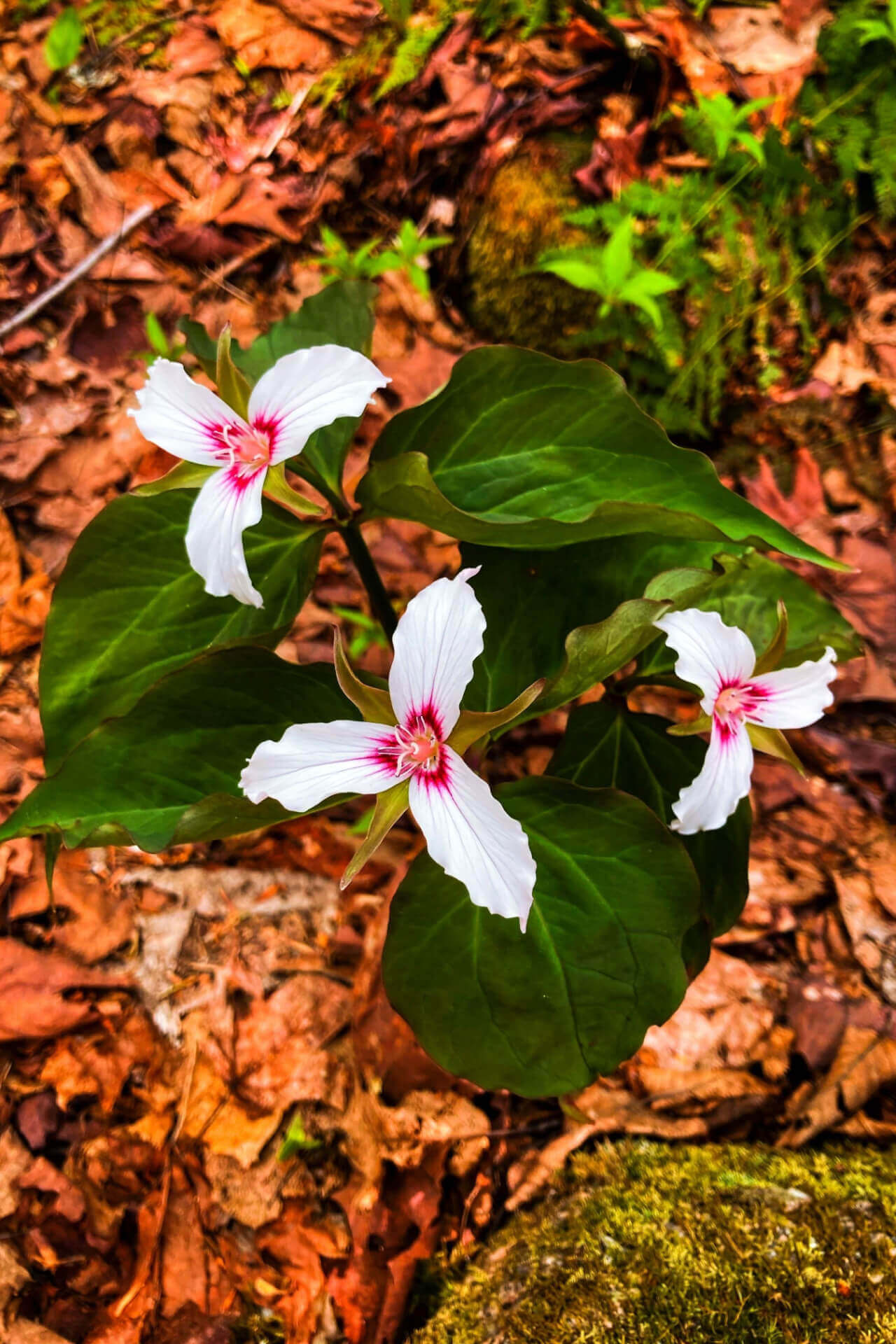 Painted Trillium - TN Nursery