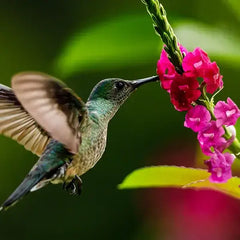 Colorful hummingbird feeding on garden blooms