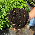 Pawpaw Trees #1 Gal. - TN Nursery