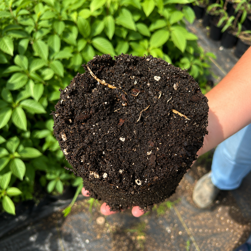 Pawpaw Trees #1 Gal. - TN Nursery