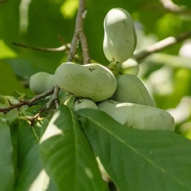 Tn Nursery Pawpaw Trees
