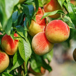 Peach Fruit Tree - TN Nursery