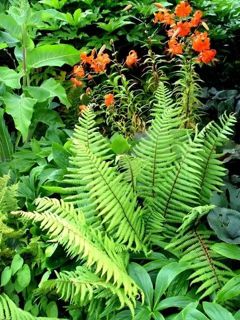 25 Ferns & 25 Perennials (Best Sellers) Chosen Perfectly For Your Zone