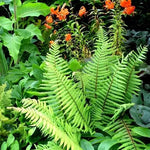 Perennials and Fern Package 50 Plants - TN Nursery