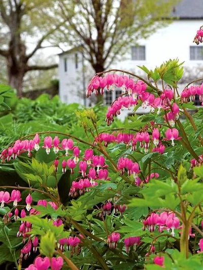 Perennials