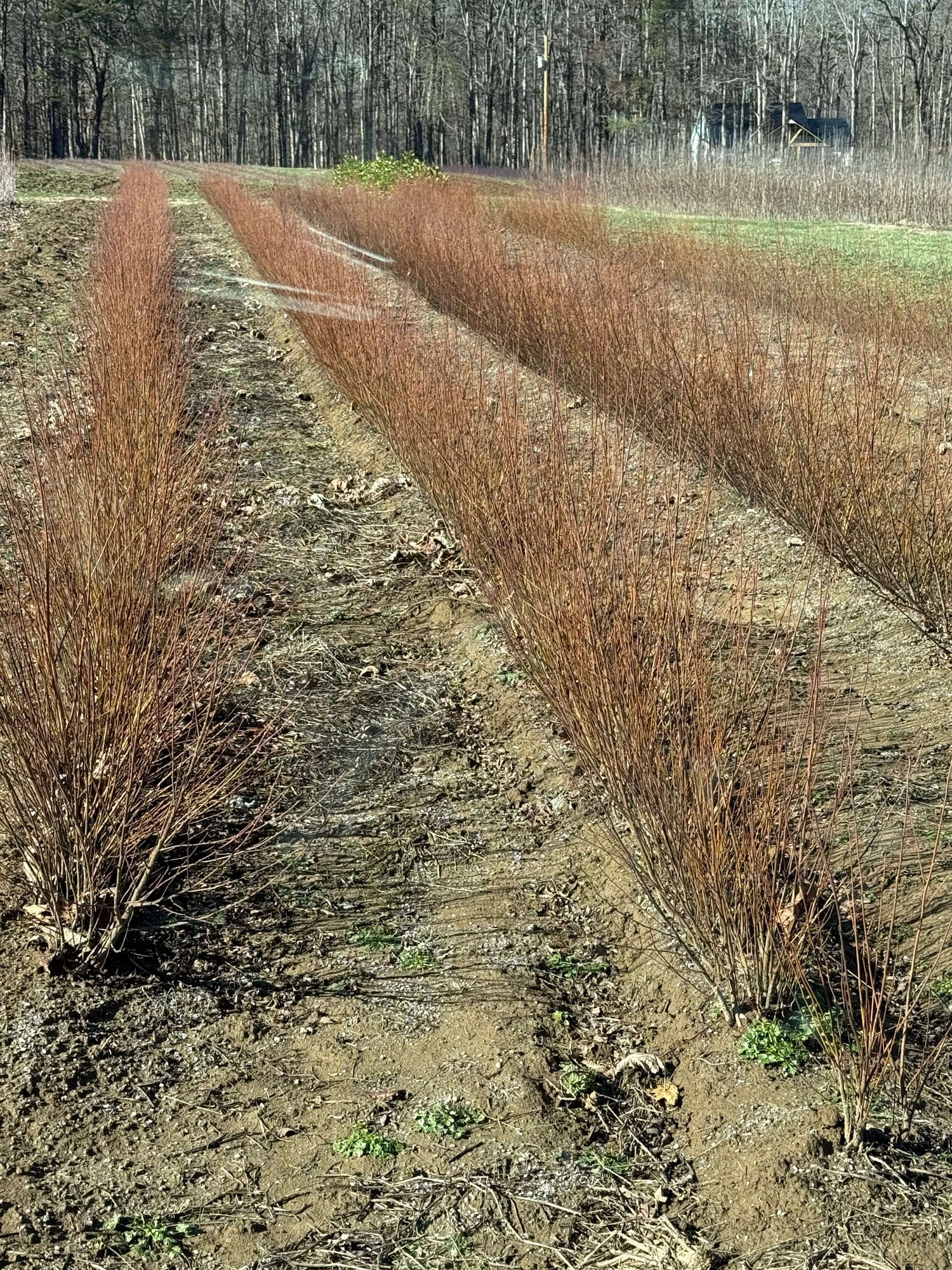 Rows of bare reddish-brown persimmon seedlings in neat lines on dirt field