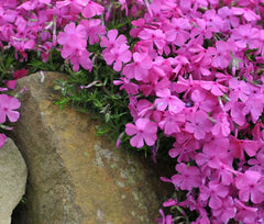 Flowering Vines