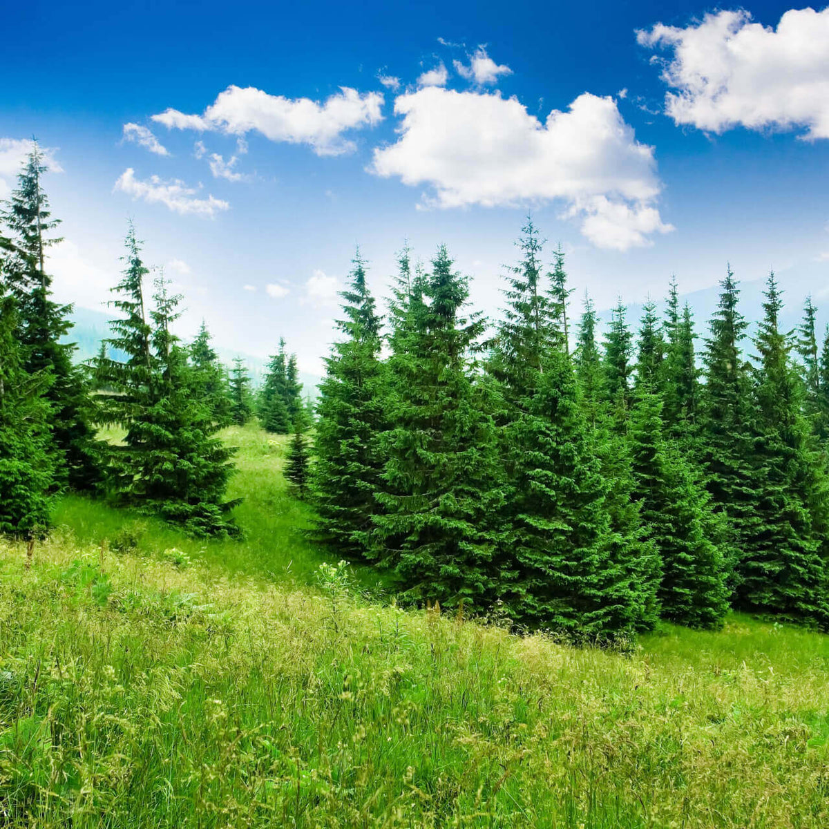 A dense grove of tall, dark green coniferous trees stands in a sunlit meadow under a bright blue sky with scattered white clouds.