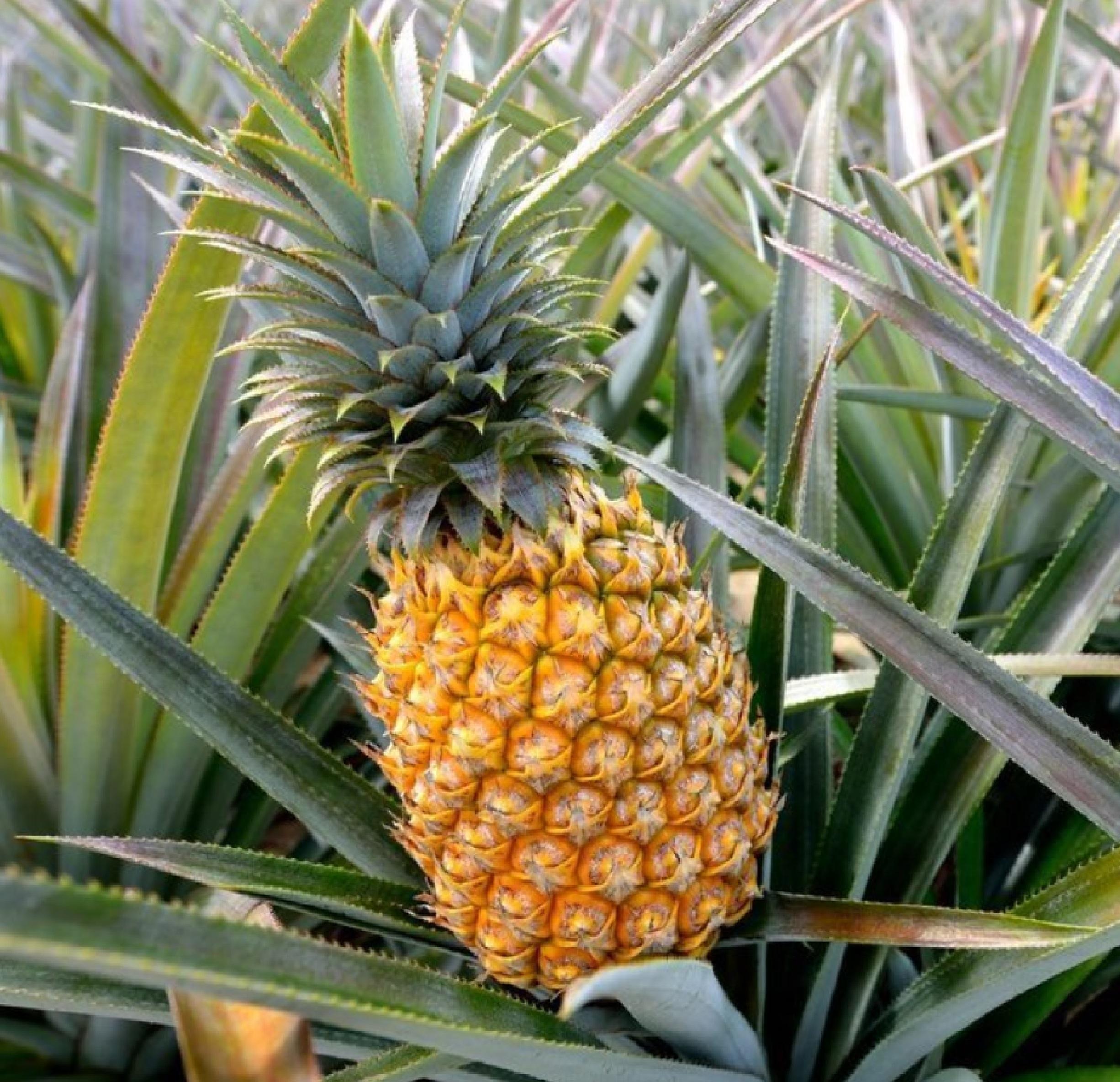 Pineapple Tree 6-14" Plug