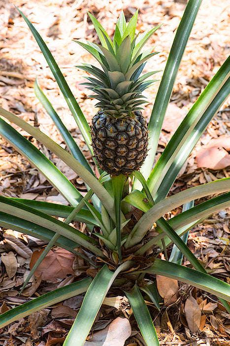 Pineapple Tree 6-14" Plug