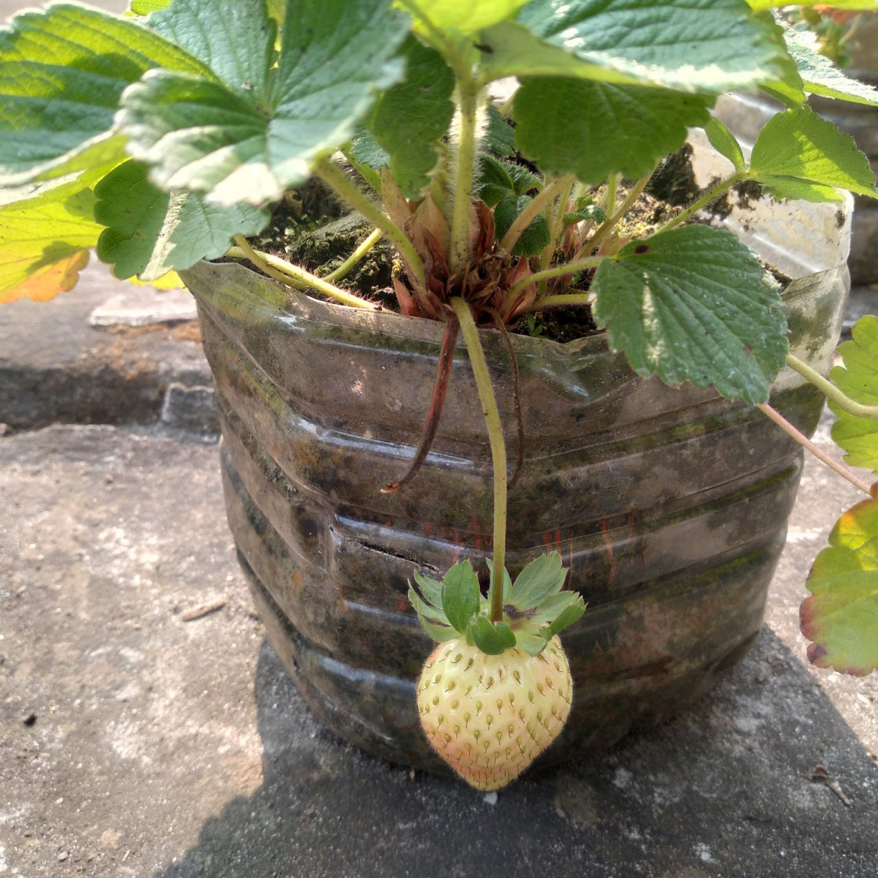 A ripe pale yellow pineberry with a green leafy top growing from a plant in a clear plastic bottle planter