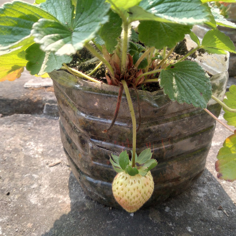A ripe pale yellow pineberry with a green leafy top growing from a plant in a clear plastic bottle planter