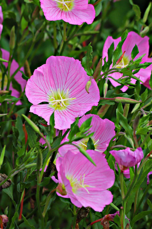 Pink Evening Primrose - TN Nursery