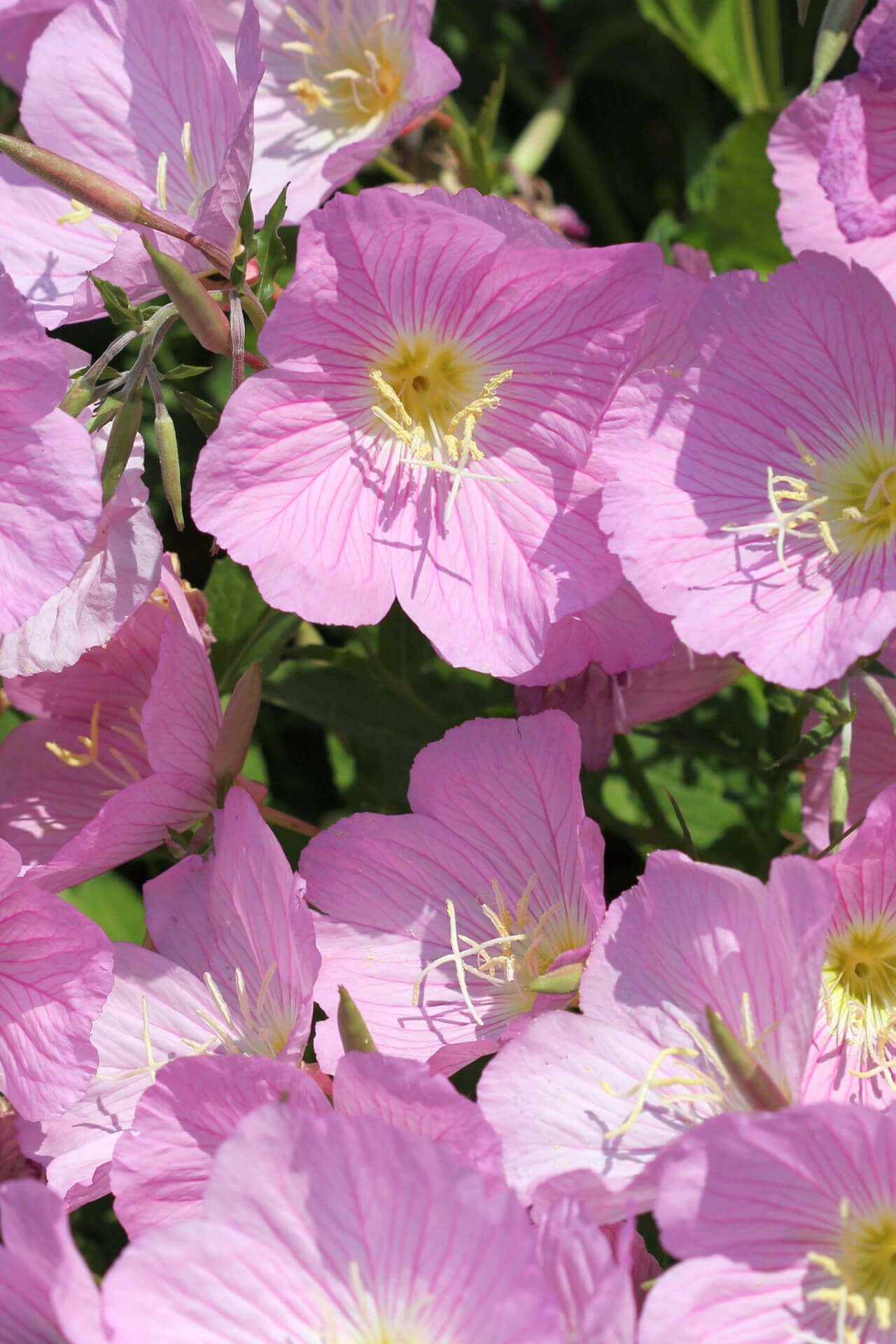 Pink Evening Primrose - TN Nursery