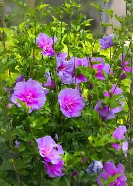 Pink Hibiscus - TN Nursery