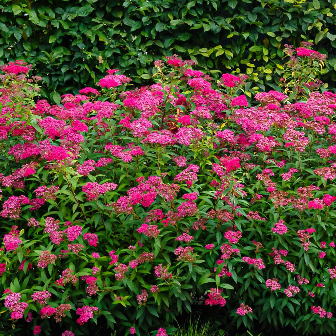 Pink Spirea - TN Nursery