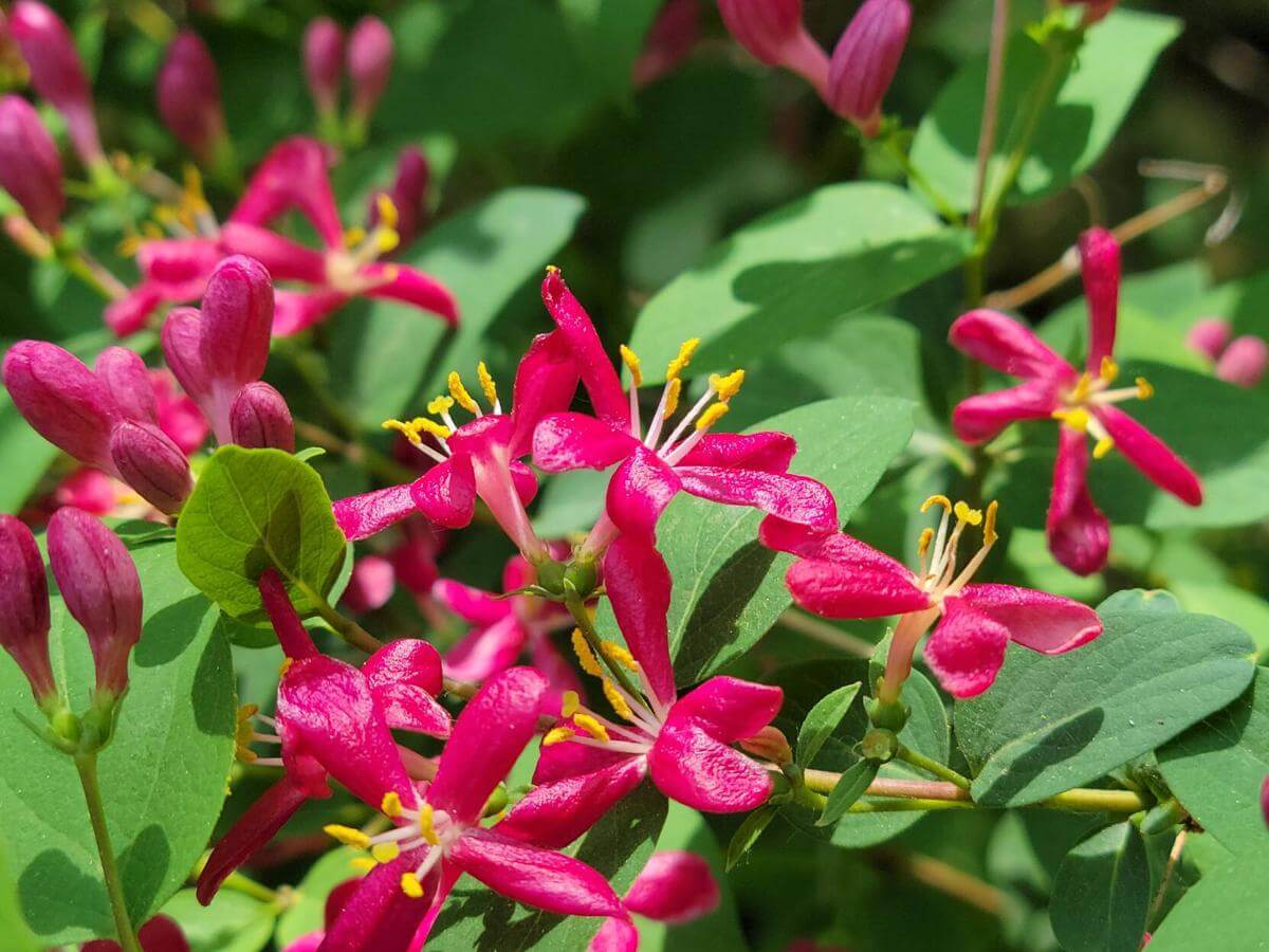 Pink Tatarian Honeysuckle - TN Nursery