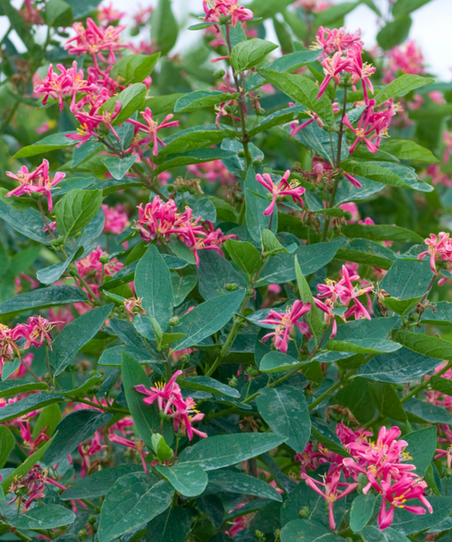 Pink Tatarian Honeysuckle - TN Nursery