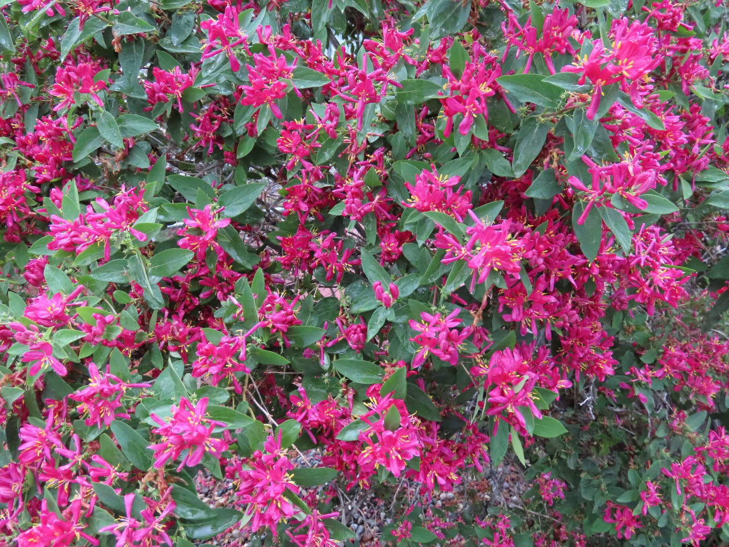 Pink Tatarian Honeysuckle - TN Nursery