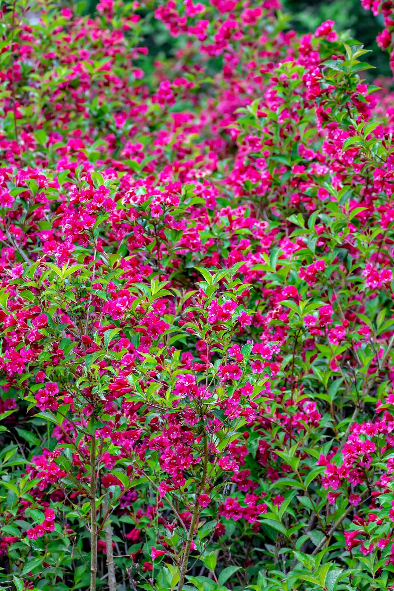 Pink Weigelia - TN Nursery