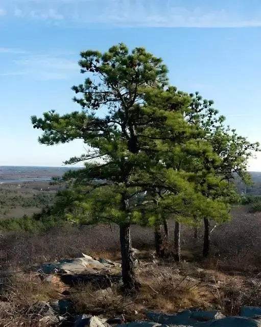 Pitch Pine Tree - TN Nursery