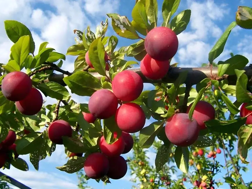Plump glossy red plums cluster on tree branch amid green leaves, blue sky