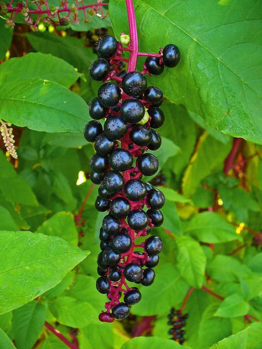 Pokeberry - TN Nursery