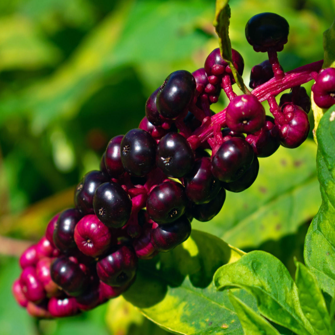 Pokeberry - TN Nursery