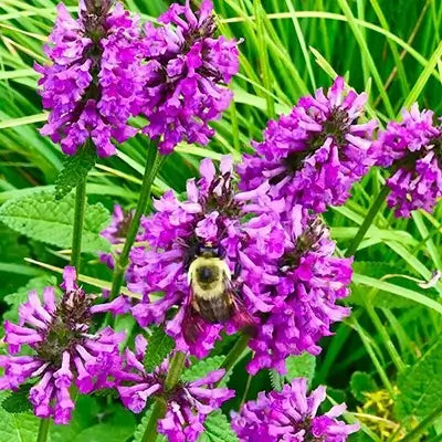 Bumblebee on vibrant purple flowers from Best Mail Order Nursery