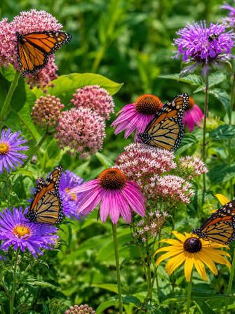 Pollinator Plants