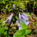 Lyreleaf Sage Plant