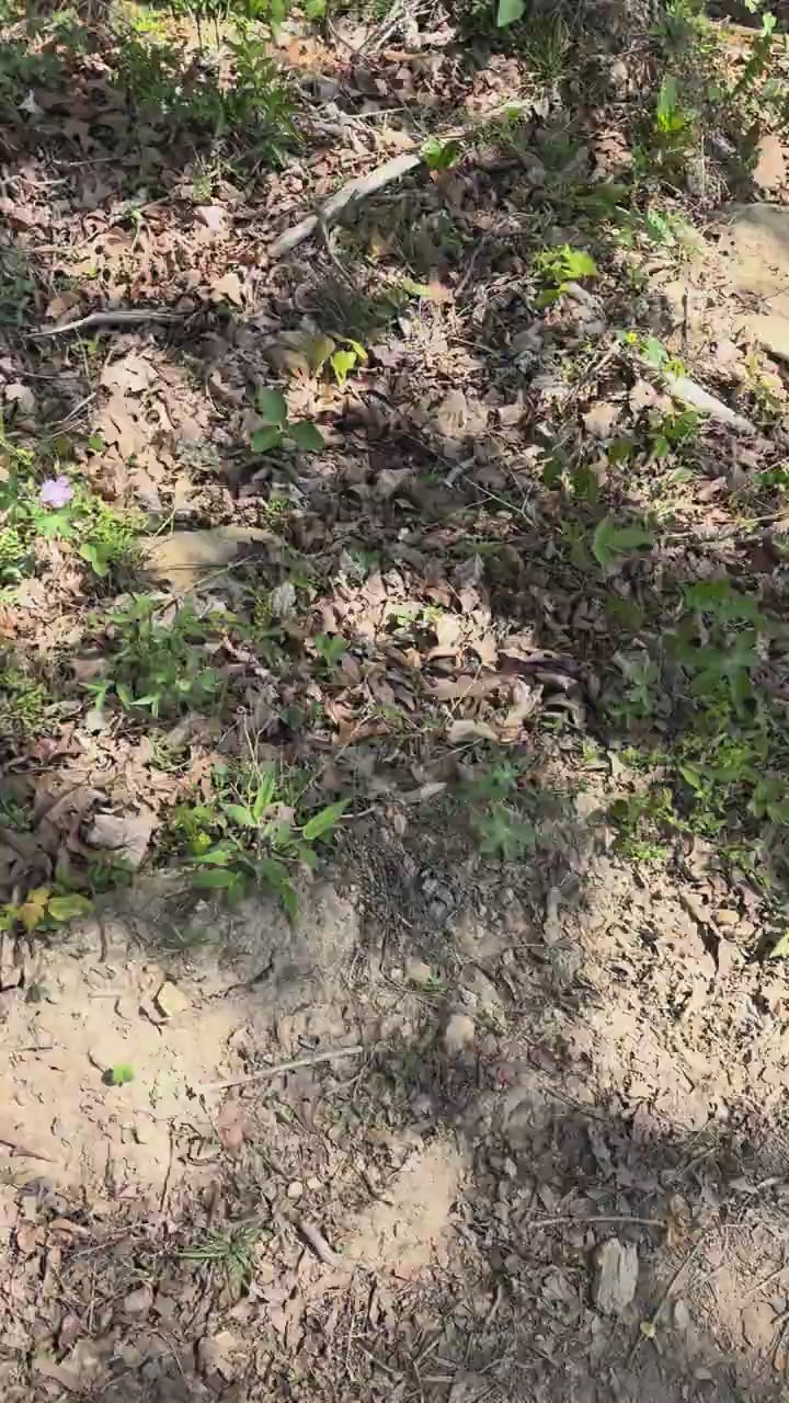 Wild Geranium Plant