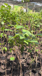 Fuyu Persimmon Tree #1 Gal