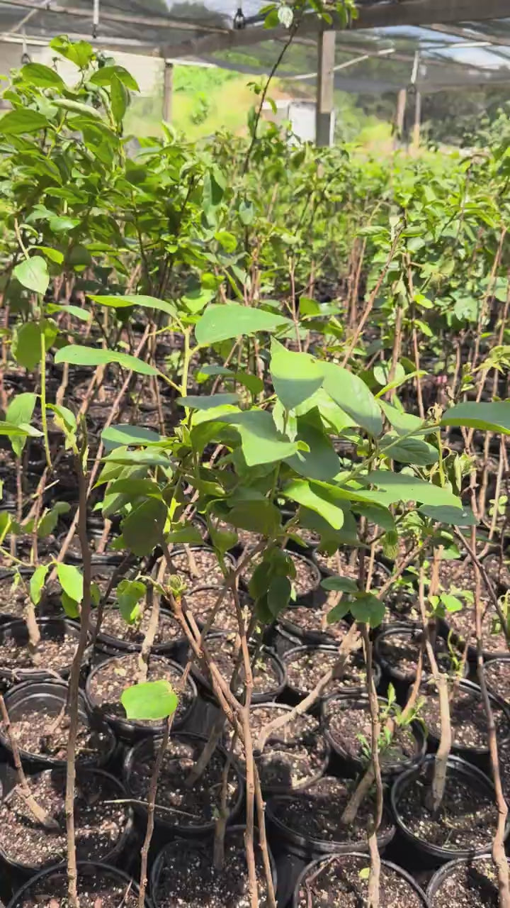 Fuyu Persimmon Tree #1 Gal