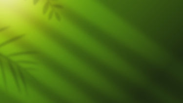 Christmas Fern Video - TN Nursery