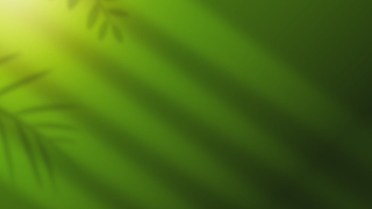 Christmas Fern Video - TN Nursery