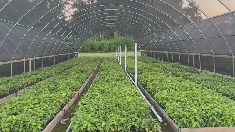 Pawpaw Trees on sale at TN Nursery 