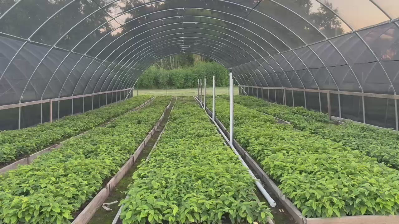 Pawpaw Trees on sale at TN Nursery 