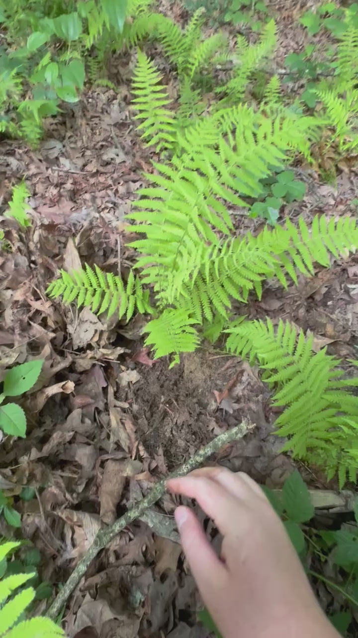haysented ferns